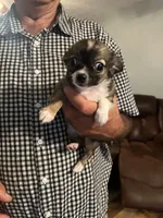 Mandy, a female Chihuahua for sale in O Brien, FL – 5 of 7