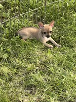 Phebee, a female Chihuahua for sale in O Brien, FL – Photo 4 of 9