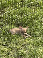 Phebee, a female Chihuahua for sale in O Brien, FL – Photo 7 of 9