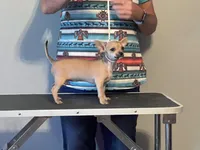 Phebee, a female Chihuahua for sale in O Brien, FL – Photo 8 of 9