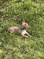 Phebee, a female Chihuahua for sale in O Brien, FL – Photo 3 of 9