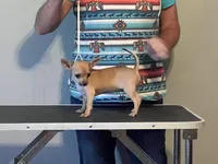 Phebee, a female Chihuahua for sale in O Brien, FL – Photo 1 of 9