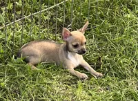 Phebee, a female Chihuahua for sale in O Brien, FL – Photo 2 of 9