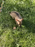 Phebee, a female Chihuahua for sale in O Brien, FL – Photo 5 of 9