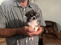 Mandy, a female Chihuahua for sale in O Brien, FL – 3 of 7