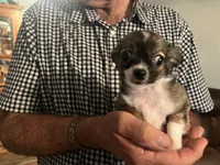 Mandy, a female Chihuahua for sale in O Brien, FL – 2 of 7