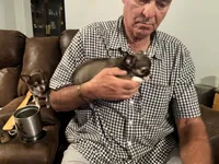 Rocky , a male Chihuahua for sale in O Brien, FL – 7 of 9