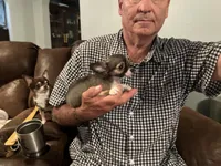 Rocky , a male Chihuahua for sale in O Brien, FL – 8 of 9