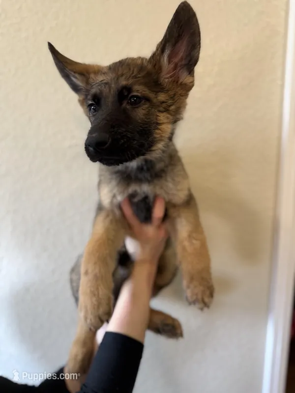 Sable GSD – German Shepherd Dog puppy for sale in Victorville, CA