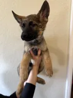 Sable GSD, a male German Shepherd Dog for sale in Victorville, CA – 1 of 4