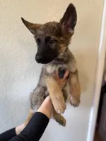 Sable GSD, a male German Shepherd Dog for sale in Victorville, CA – 3 of 4