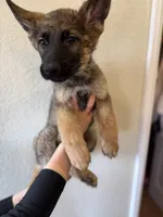 Sable GSD, a male German Shepherd Dog for sale in Victorville, CA – 2 of 4