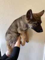 Sable GSD, a male German Shepherd Dog for sale in Victorville, CA – 4 of 4