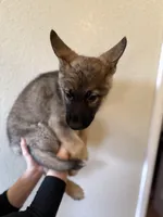 Sable GSD, a male German Shepherd Dog for sale in Victorville, CA – 4 of 4