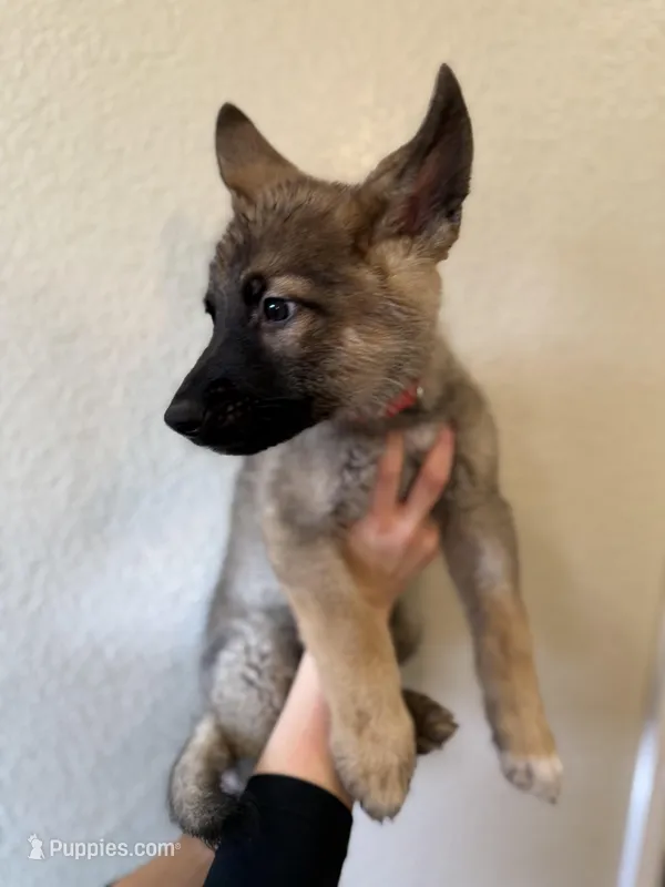 Sable GSD – German Shepherd Dog puppy for sale in Victorville, CA