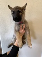 Sable GSD, a male German Shepherd Dog for sale in Victorville, CA – 3 of 4