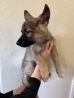Sable GSD, a male German Shepherd Dog for sale in Victorville, CA – 2 of 4