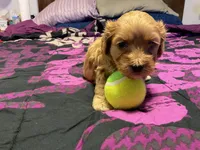 roger, a male Cockapoo for sale in Streator, IL – 1 of 2