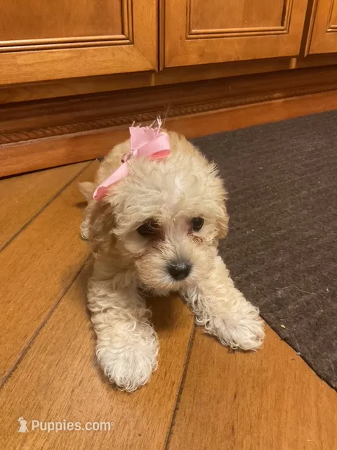 Alpha – Cockapoo puppy for sale in Streator, IL