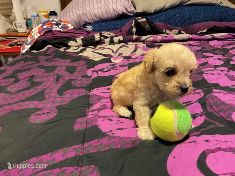 Alpha – Cockapoo puppy for sale in Streator, IL