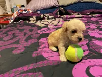 Alpha, a female Cockapoo for sale in Streator, IL – 1 of 2
