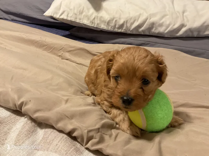 bravo – Cockapoo puppy for sale in Streator, IL