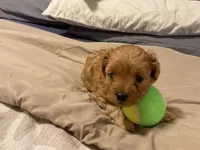 bravo, a male Cockapoo for sale in Streator, IL – 1 of 2