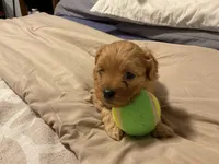 bravo, a male Cockapoo for sale in Streator, IL – 2 of 2