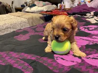 simona, a female Cockapoo for sale in Streator, IL – 2 of 2