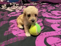 Alpha, a female Cockapoo for sale in Streator, IL – 2 of 2