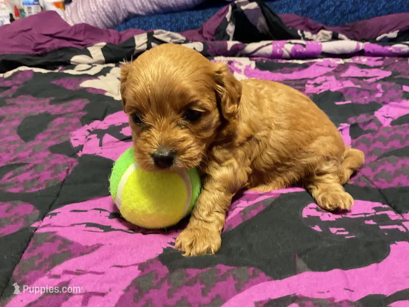Molly – Cockapoo puppy for sale in Streator, IL