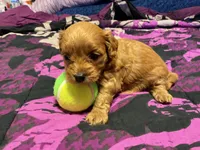 Molly, a female Cockapoo for sale in Streator, IL – 1 of 2