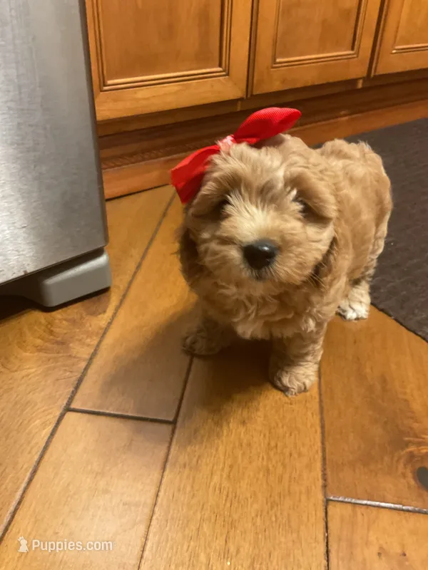 Delta – Cockapoo puppy for sale in Streator, IL