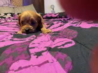 Delta, a female Cockapoo for sale in Streator, IL – 1 of 2