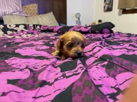 Delta, a female Cockapoo for sale in Streator, IL – 2 of 2