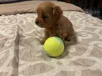 Maya, a female Cockapoo for sale in Streator, IL – 2 of 2