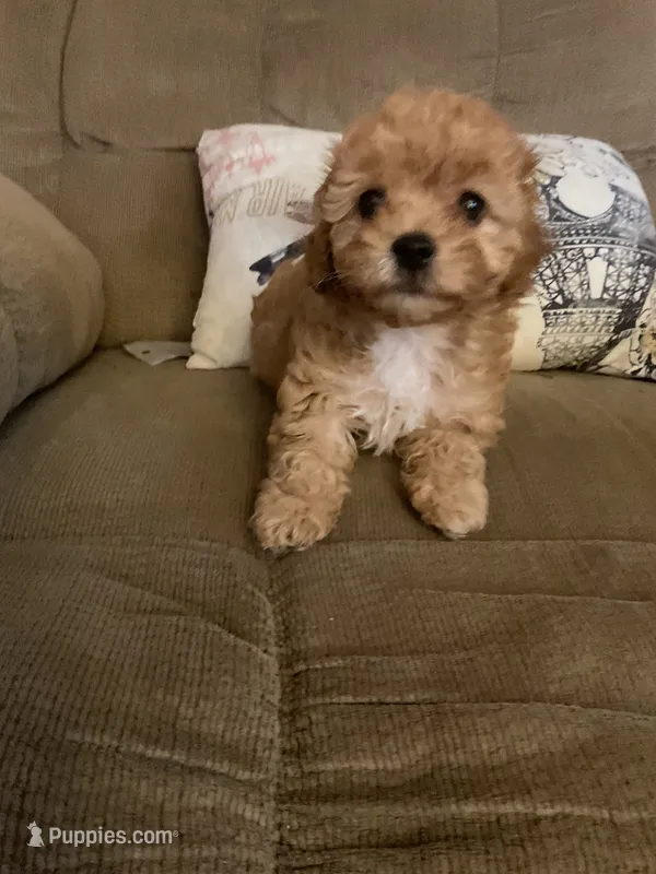 Molly – Cockapoo puppy for sale in Streator, IL