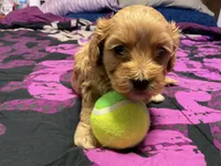 roger, a male Cockapoo for sale in Streator, IL – 2 of 2