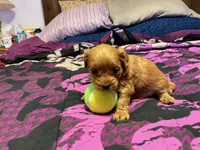 Molly, a female Cockapoo for sale in Streator, IL – 2 of 2
