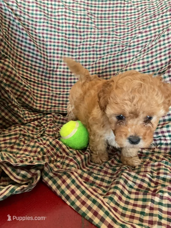 Molly – Cockapoo puppy for sale in Streator, IL
