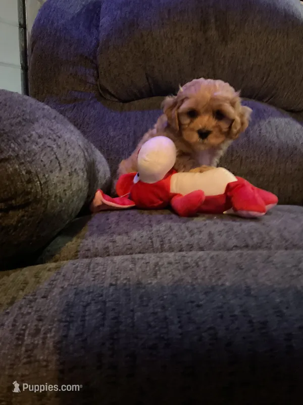 Delta – Cockapoo puppy for sale in Streator, IL