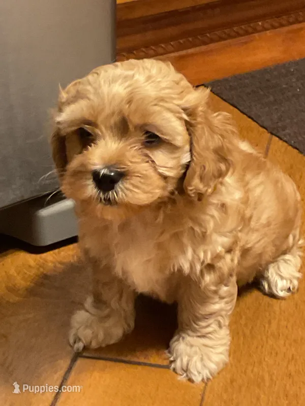roger – Cockapoo puppy for sale in Streator, IL