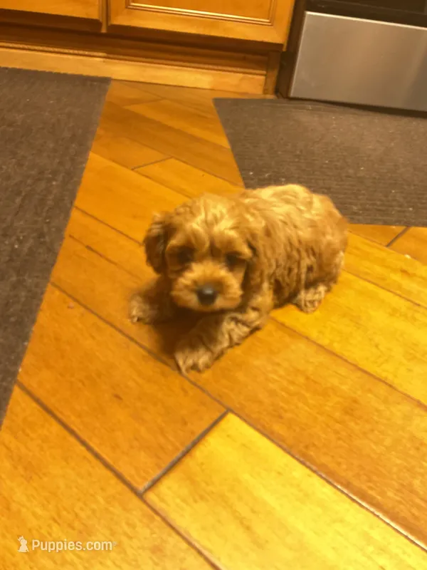 Maya – Cockapoo puppy for sale in Streator, IL