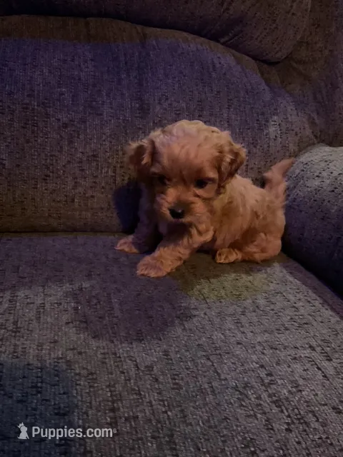 Maya – Cockapoo puppy for sale in Streator, IL