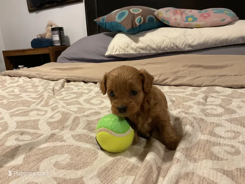 Maya – Cockapoo puppy for sale in Streator, IL
