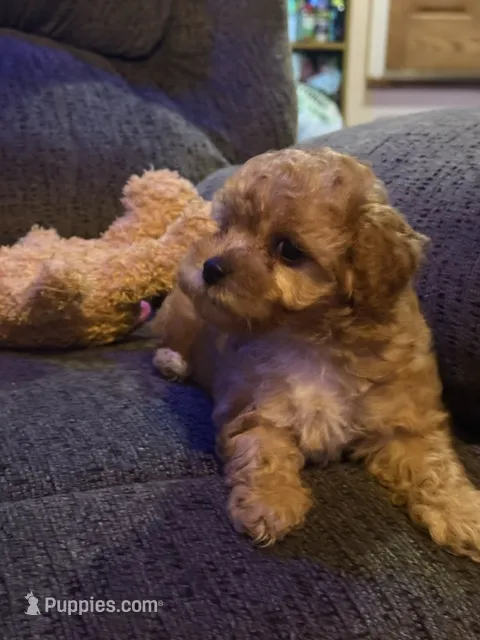simona – Cockapoo puppy for sale in Streator, IL