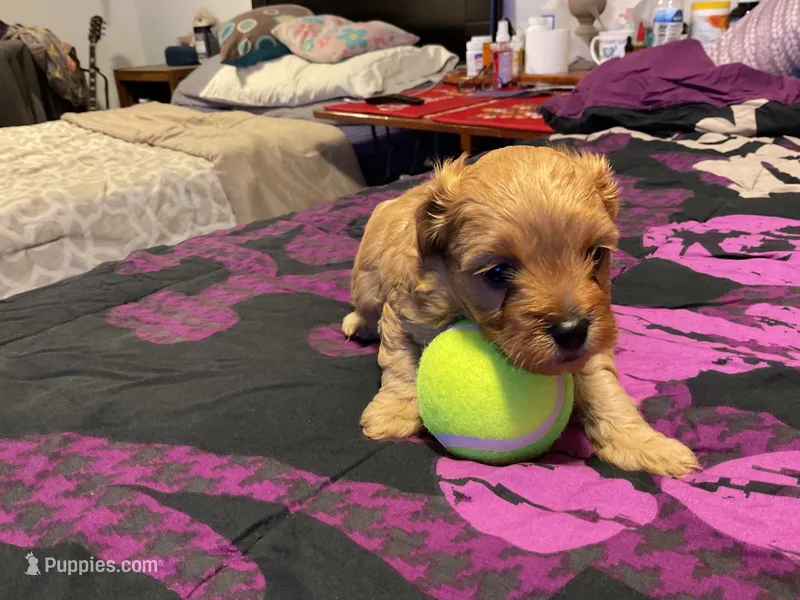 simona – Cockapoo puppy for sale in Streator, IL
