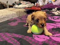 simona, a female Cockapoo for sale in Streator, IL – 1 of 2