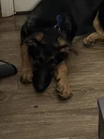 Duke , a male German Shepherd Dog for sale in Akron, OH – Photo 2 of 5