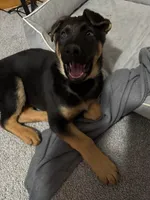 Duke , a male German Shepherd Dog for sale in Akron, OH – Photo 1 of 5